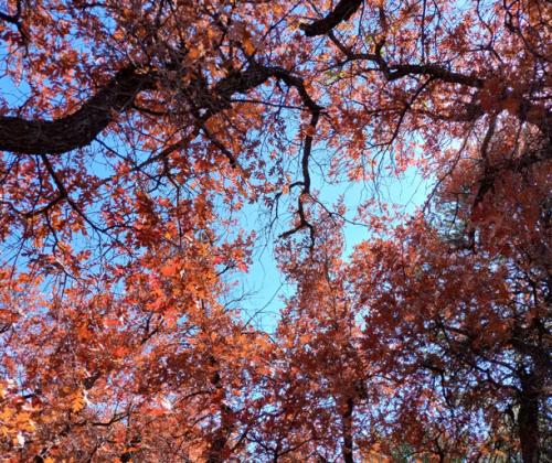 Palmer Lawn Care Arizona Phoenix EV Tree Trimmer